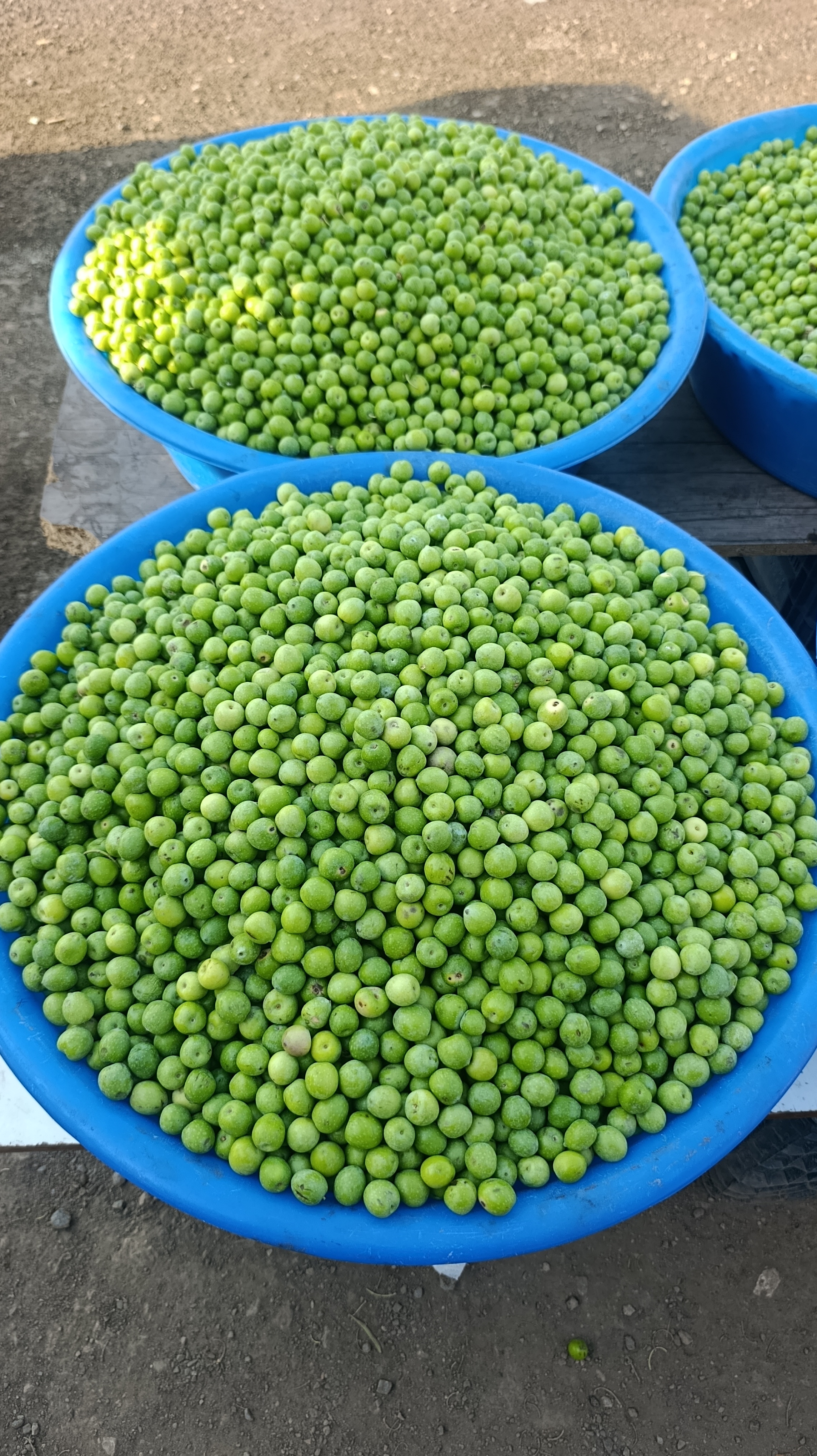 Çiğ yeşil zeytin (Halhalı) iri Boy
