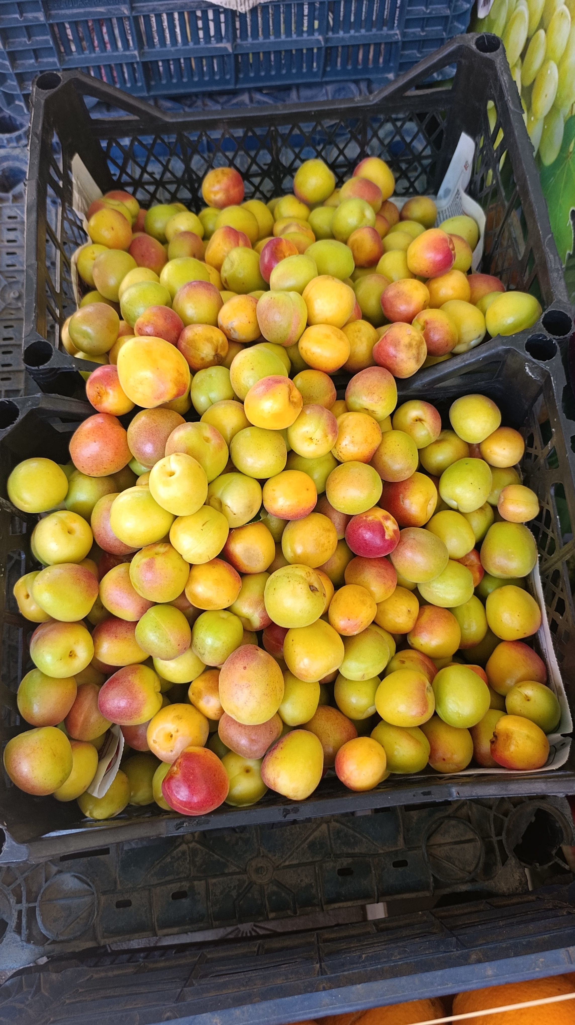 Şekerpare kayısı 10kg kasa