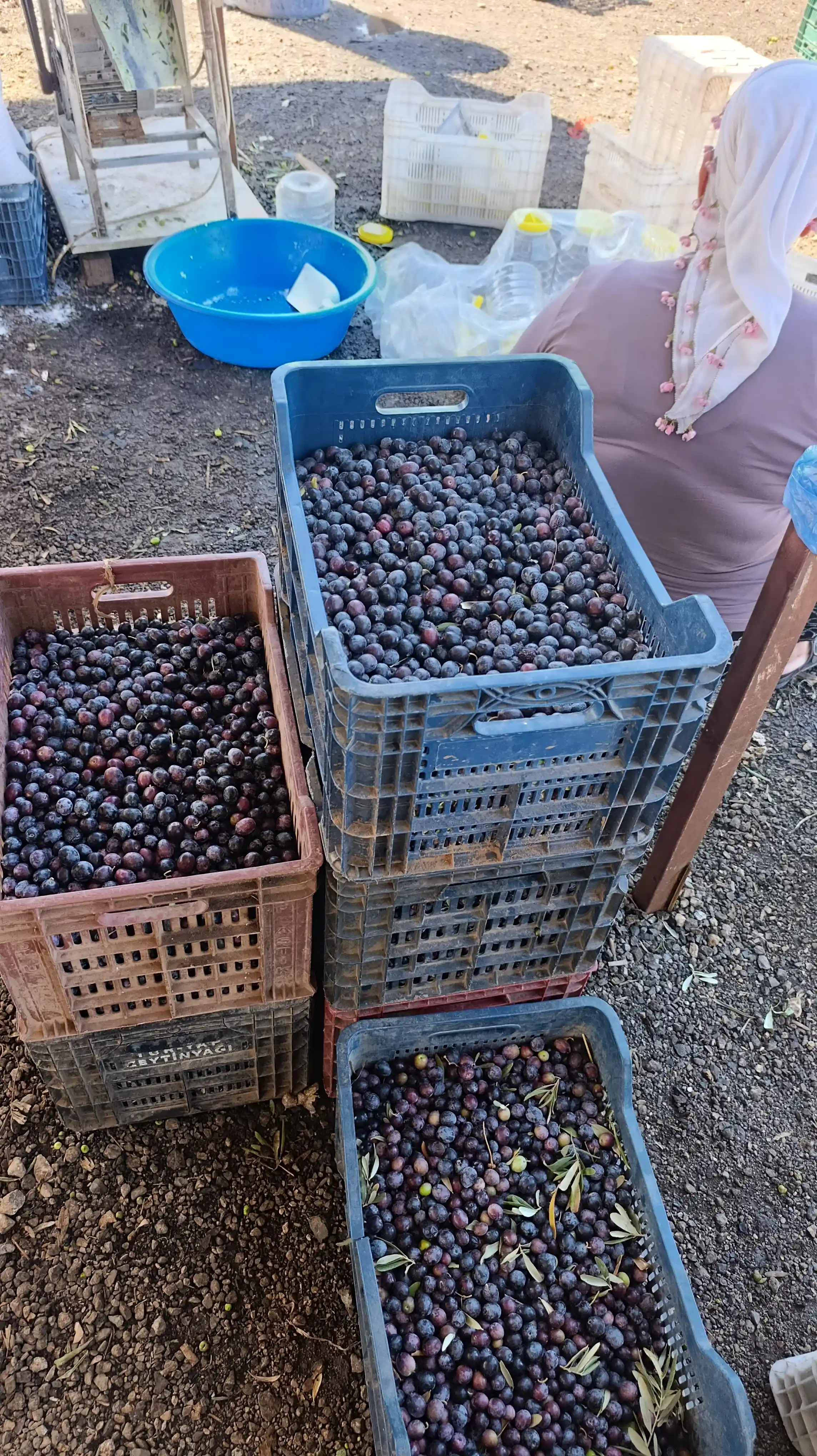 Çig siyah zeytin kg