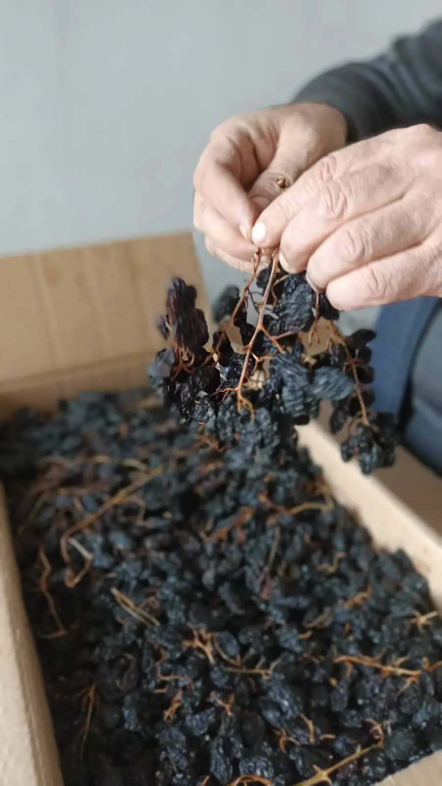 Kuru Üzüm kg