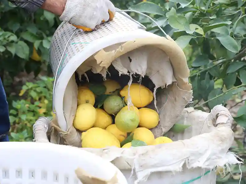 Limon kg