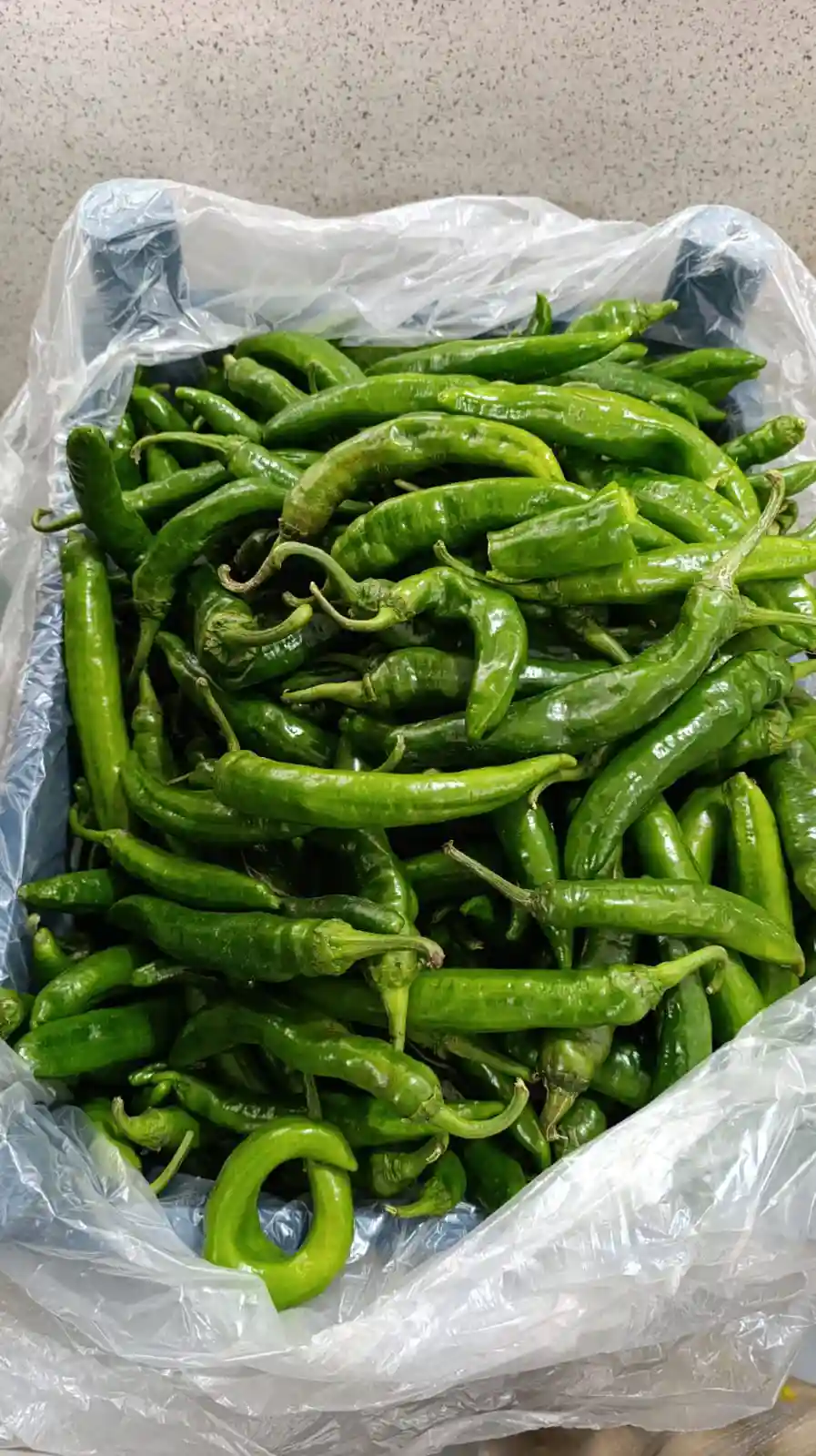 Samandağ Biber 10kg kasa