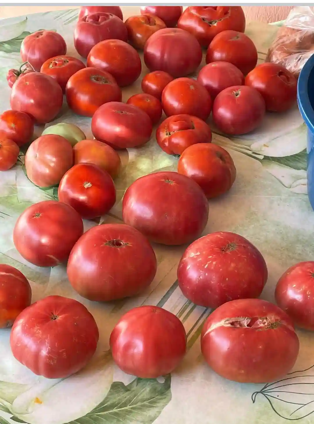 Samandağ Domates 10kg Kasa