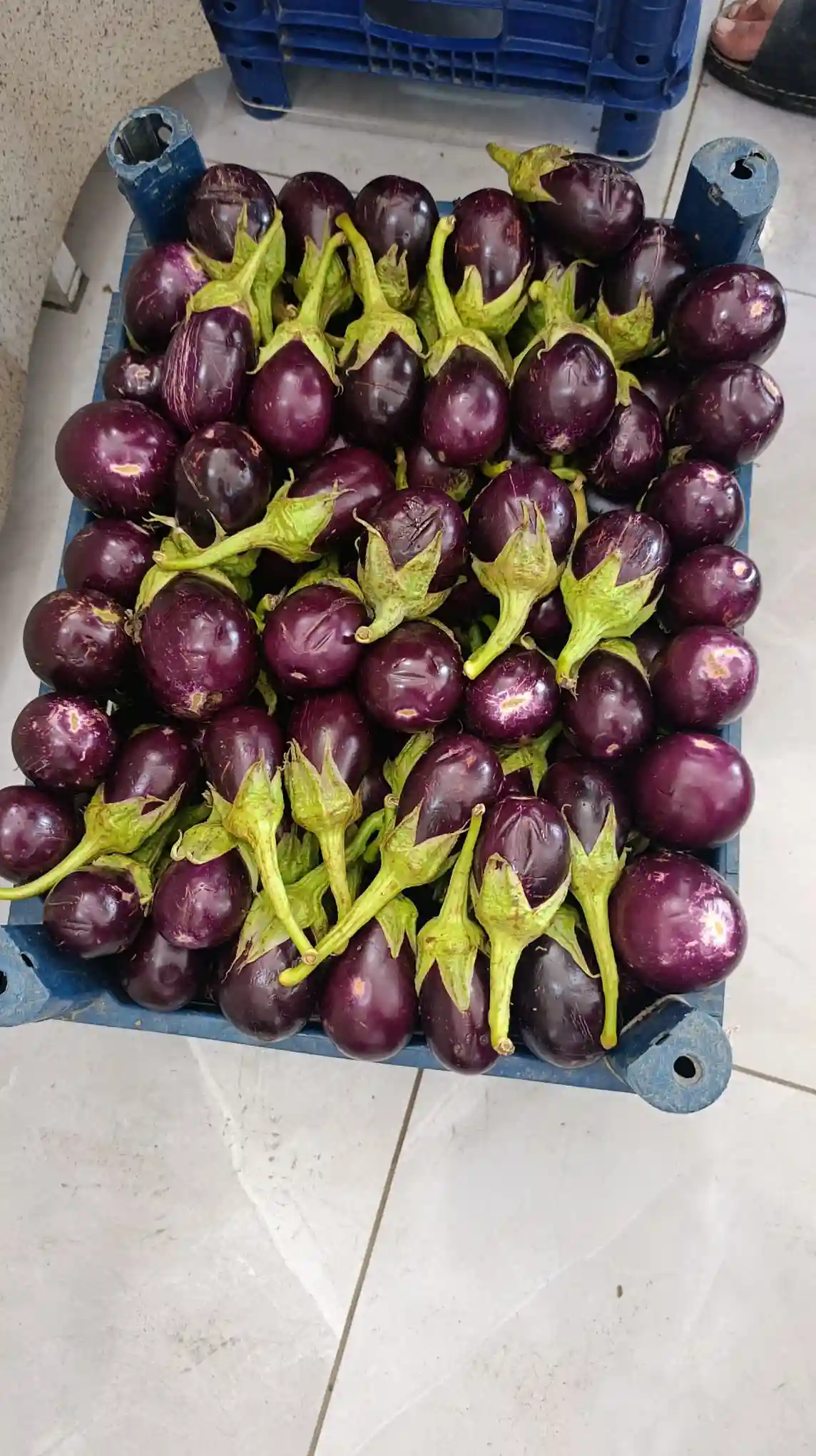 20kg Hatay Özel Topak taze patlıcan